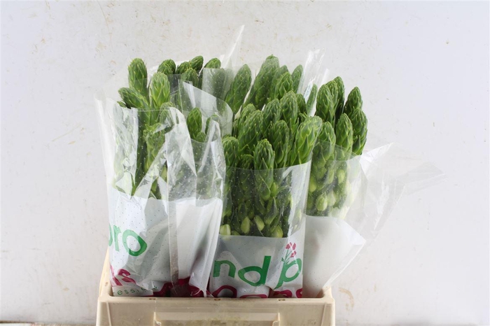 <h4>Ornithogalum Thy Milky Way White</h4>