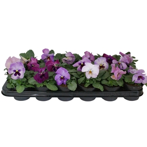 Viool F1 licht roze p9