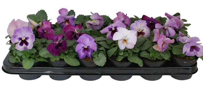 <h4>Viool F1 licht roze p9</h4>