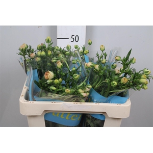 Ran Butterfly Hestia