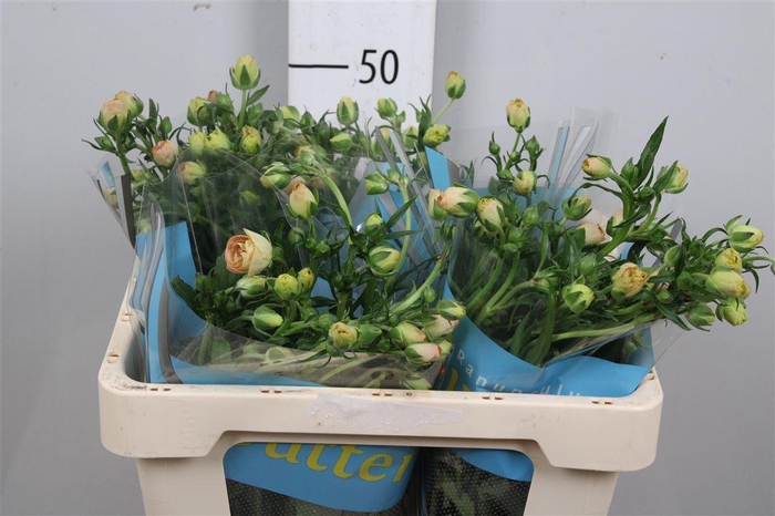 <h4>Ran Butterfly Hestia</h4>