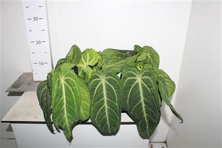 <h4>Anthu Villenaorum</h4>