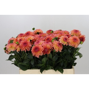 Dahlia Chanel