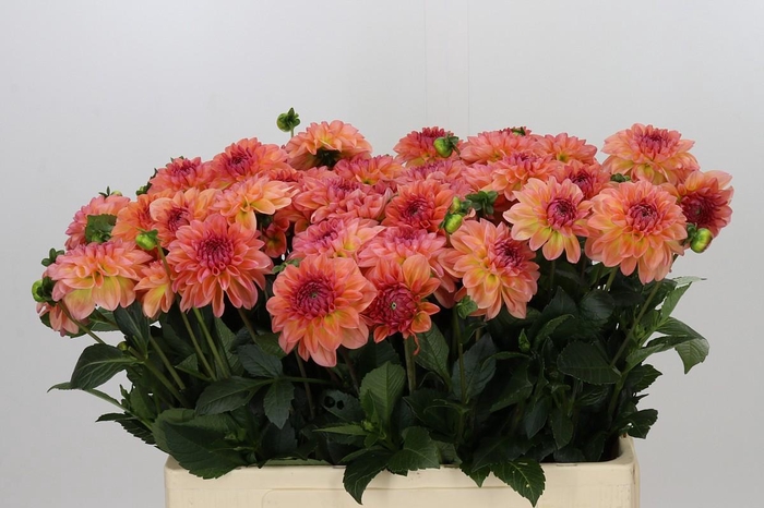 <h4>Dahlia Chanel</h4>