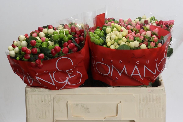 <h4>Hypericum Rainbow Romance</h4>