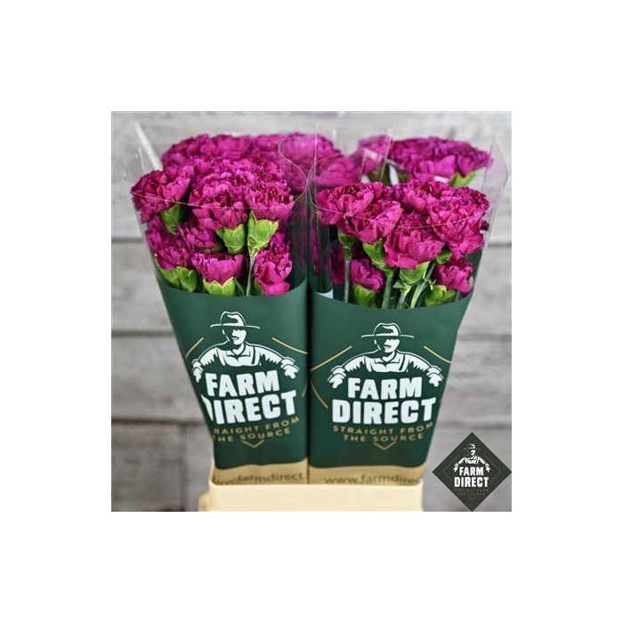 <h4>Di St Happy Gema</h4>