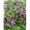 AGASTACHE