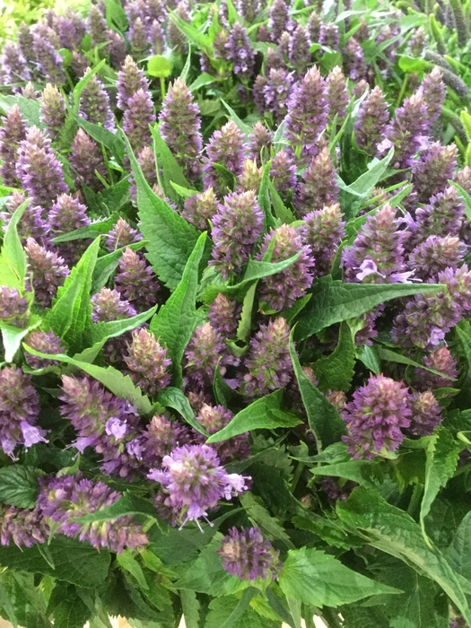 AGASTACHE OV