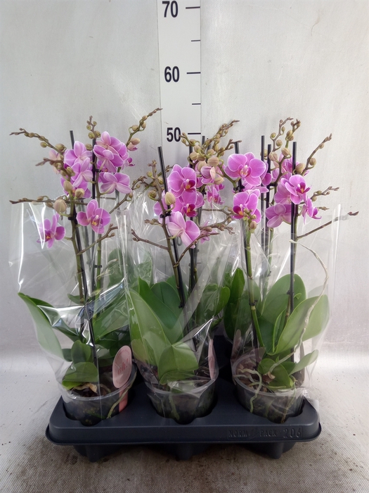 <h4>Phalaenopsis multi. 'FC Friday Fli'</h4>