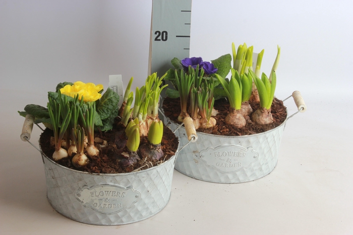 <h4>ARR TUINPLANTEN</h4>