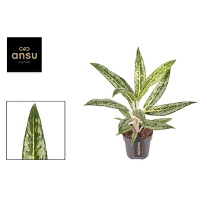 Aglaonema Matcha Lemon