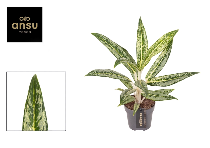 <h4>Aglaonema Matcha Lemon</h4>