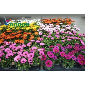 OSTEO SENORITAS MIXK