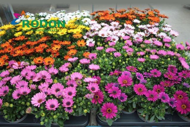 <h4>OSTEO SENORITAS MIXK</h4>