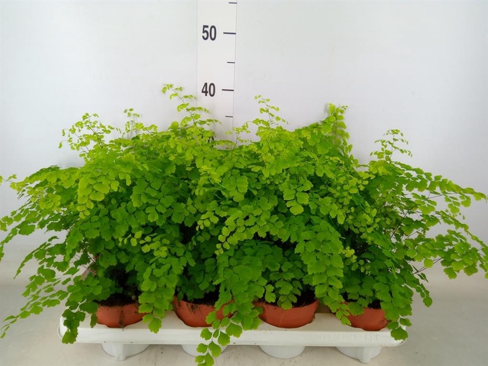 <h4>Adiantum raddi. 'Fragrans'</h4>