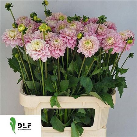 <h4>Dahl Ov Rose</h4>