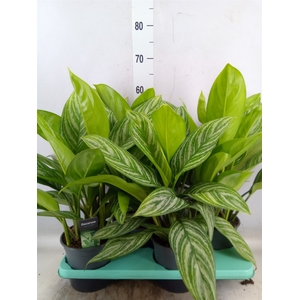 Aglaonema  'Stripes'