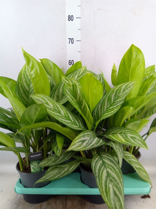 <h4>Aglaonema  'Stripes'</h4>