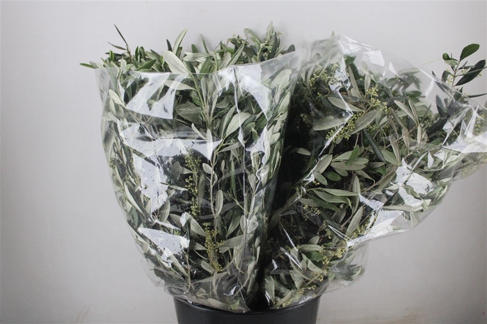 <h4>Olijf 200gr P Bunch</h4>