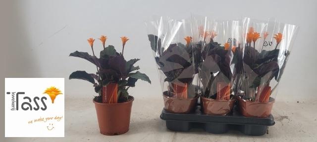 <h4>CALAT CROCATA</h4>