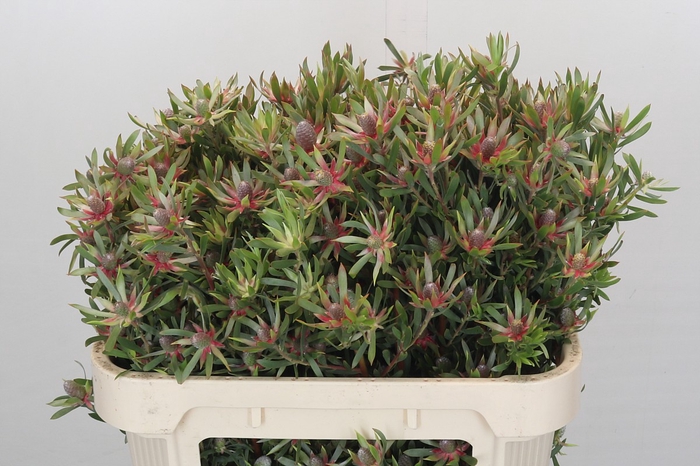 Leucadendron Ayoba Star Pearl