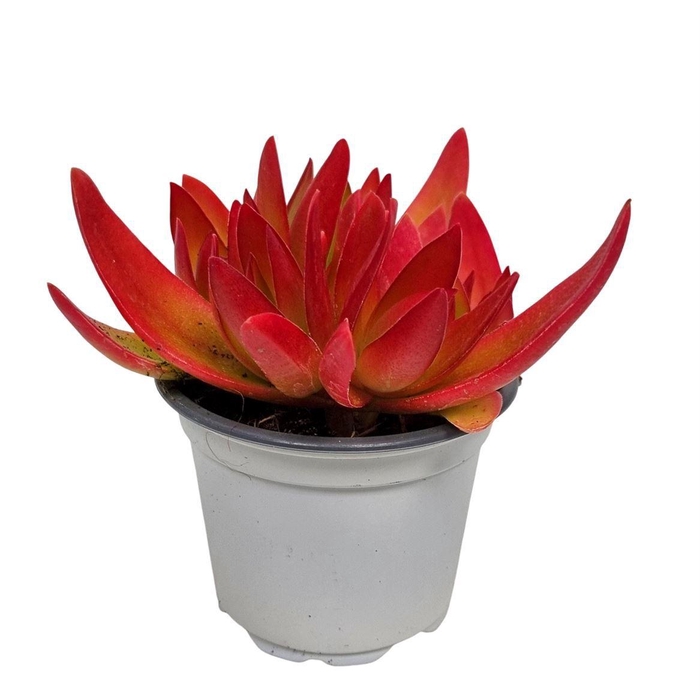 <h4>Crassula ' On Fire' - 801</h4>