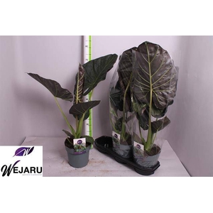 Alocasia Regal Shields 19Ø 75cm 1pp