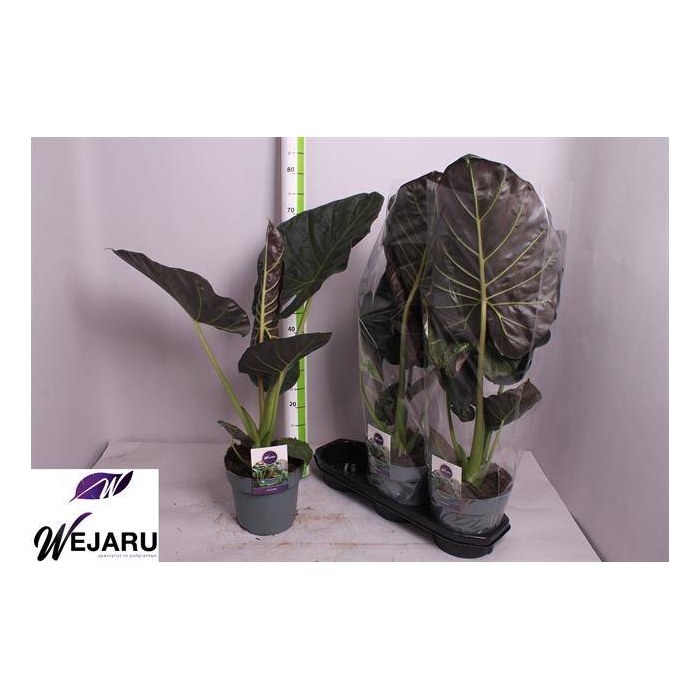 <h4>Alocasia Regal Shields 19Ø 75cm 1pp</h4>