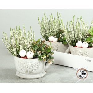 ARR TUINPLANTEN