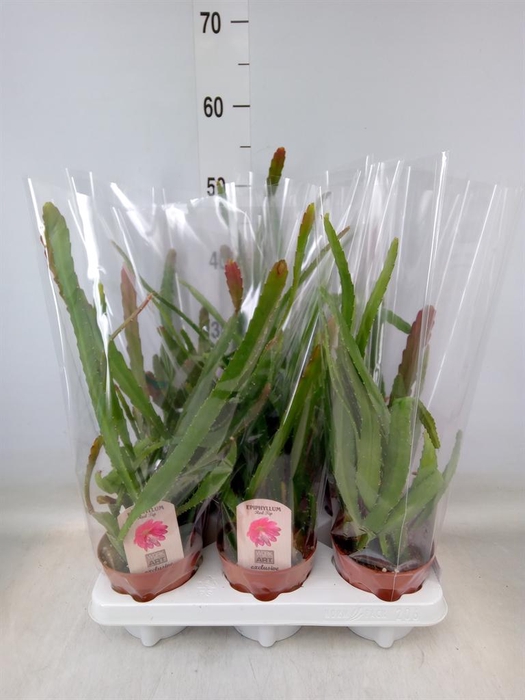 <h4>Epiphyllum   ...</h4>