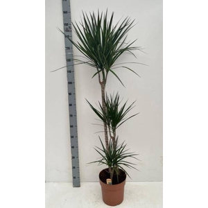 DRA MARGINATA