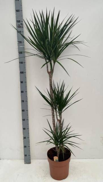 <h4>DRA MARGINATA</h4>