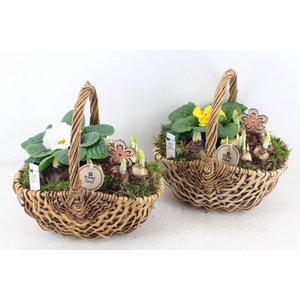 arr4 Primula PL - Hengselmand 285/4