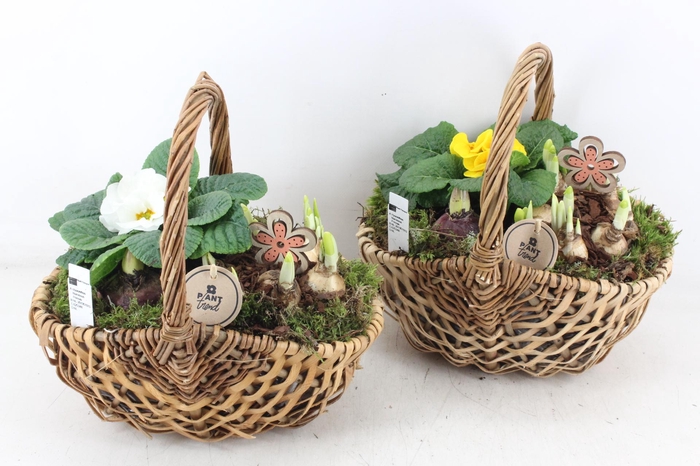 <h4>arr4 Primula PL - Hengselmand 285/4</h4>