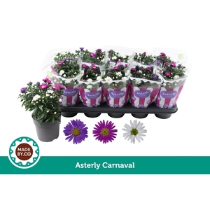 Asterly Carnaval 12cm