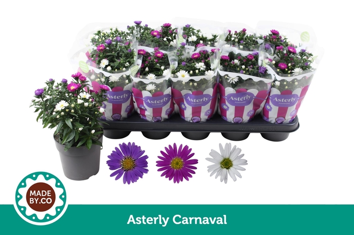 <h4>Asterly Carnaval 12cm</h4>