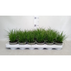 Carex brunnea