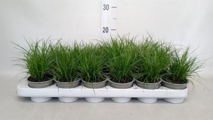 <h4>Carex brunnea</h4>