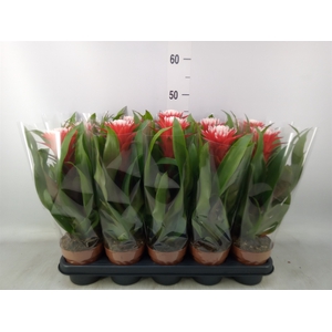 Guzmania  'Hope'