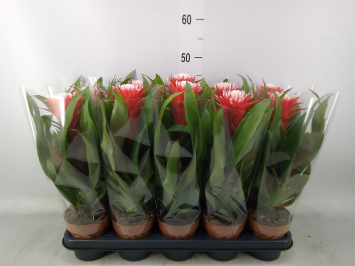 <h4>Guzmania  'Hope'</h4>