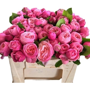 R TR SILVA PINK+