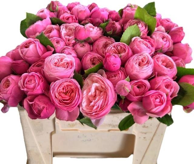 <h4>R TR SILVA PINK+</h4>