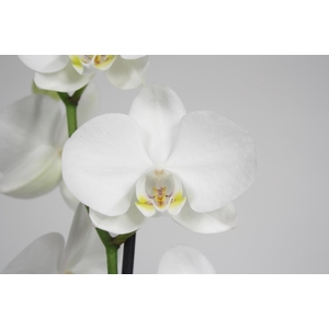 Pure Silk 2-tak 70cm (GROEN)