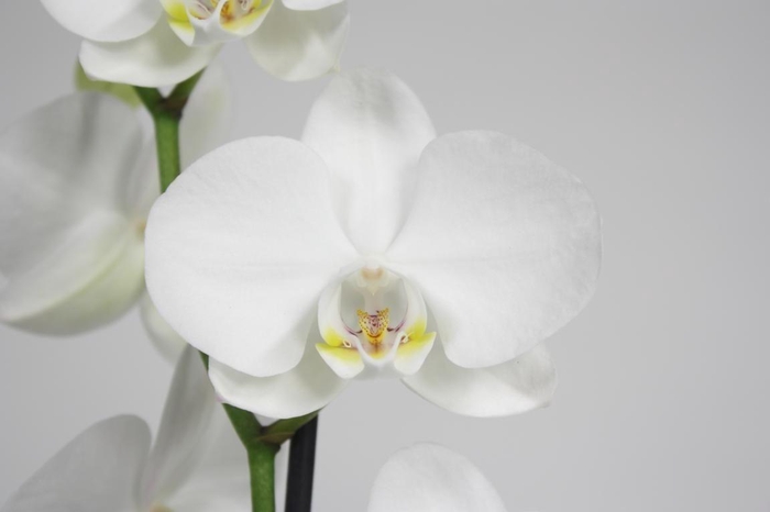 <h4>Pure Silk 2-tak 70cm (RIJP)</h4>