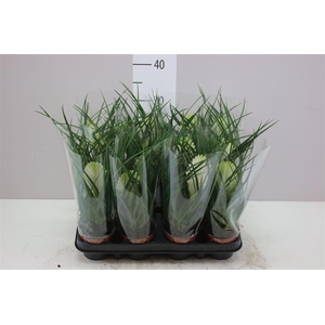 Tillandsia Cyanea Biancini