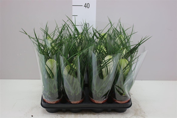 <h4>Tillandsia Cyanea Biancini</h4>