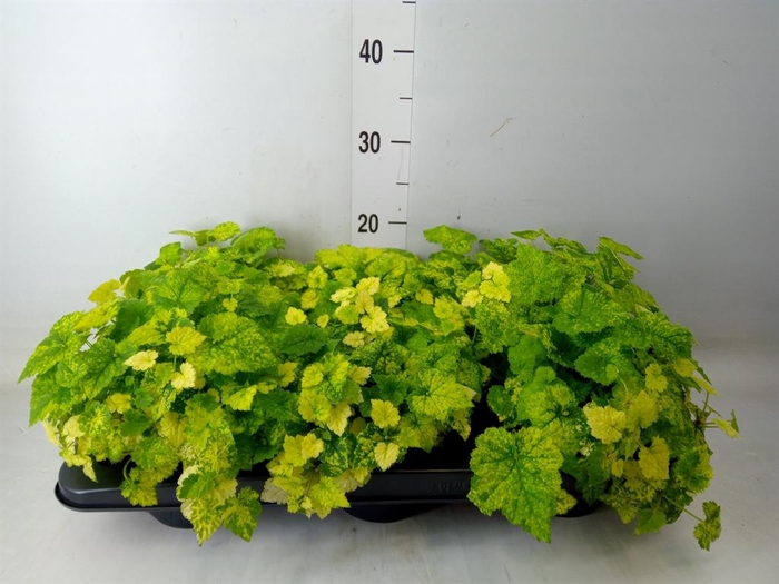 <h4>Tolmiea menziesii   ...variegated</h4>