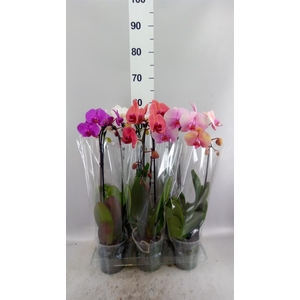 Phalaenopsis  'Elegant Cascade'