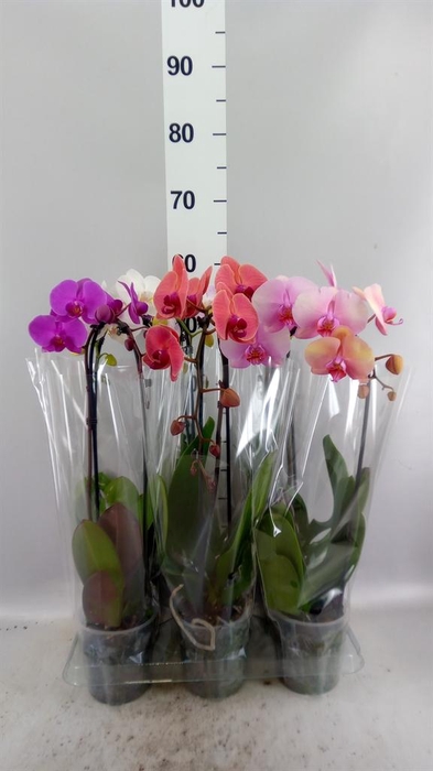 <h4>Phalaenopsis  'Elegant Cascade'</h4>