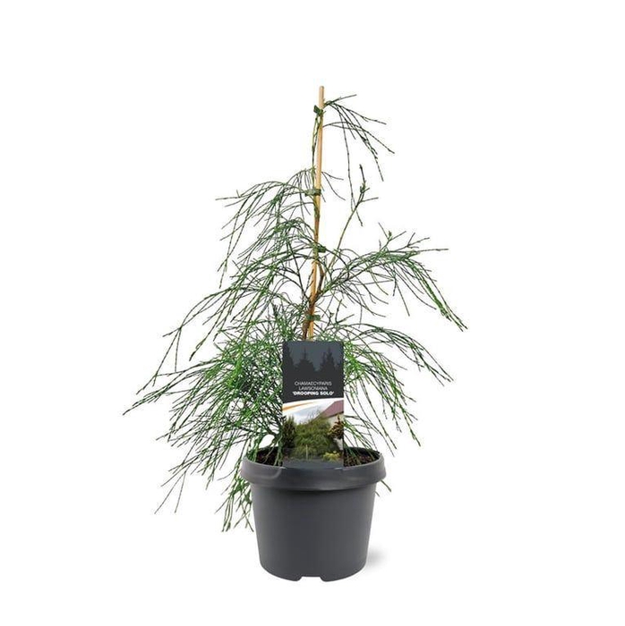 <h4>Chamaecyparis</h4>